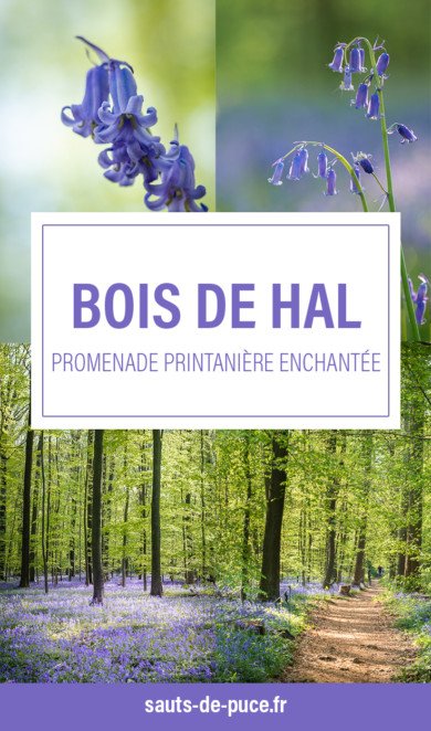 Aller observer la floraison des jacinthes au bois de Hal. Une expérience magique en belgique !