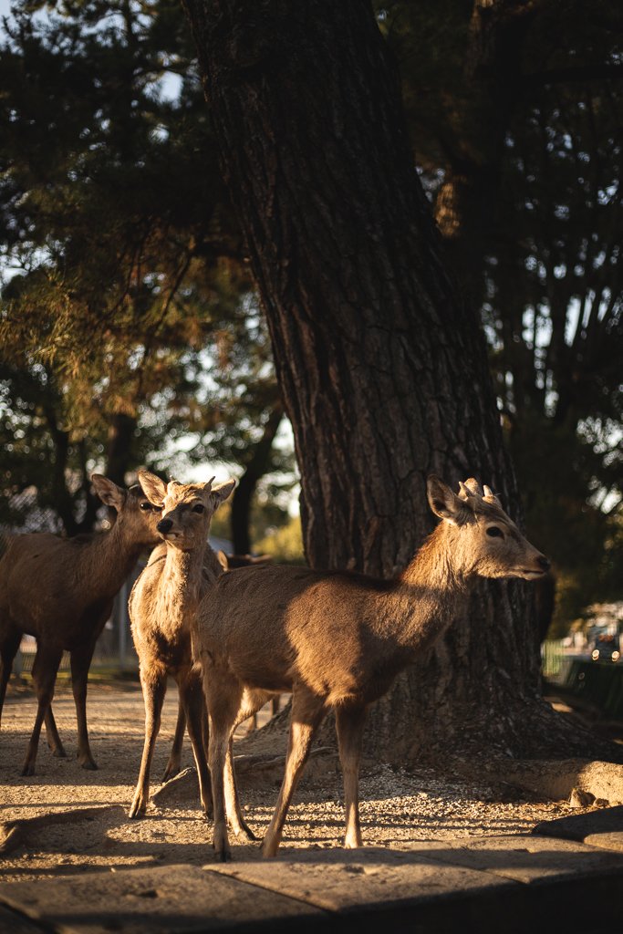 Cerfs de Nara