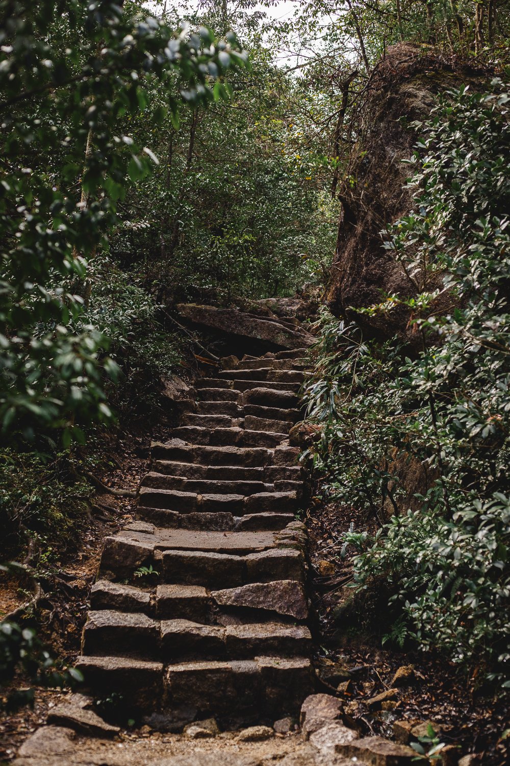 Un escalier de pierre montant dans la forêt.