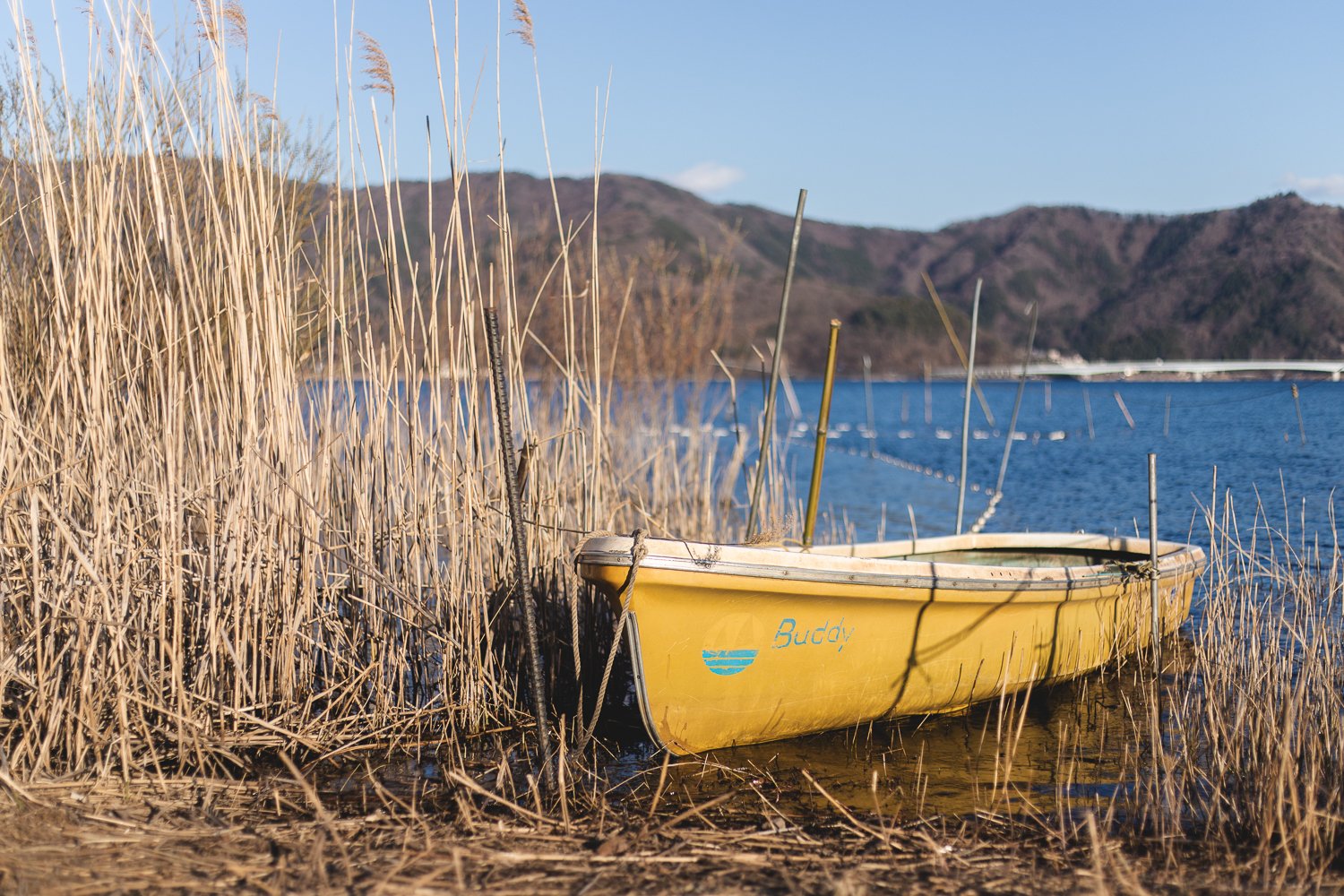 Une barque est amarrée au bord Kawaguchi du lac dans les roseaux.
