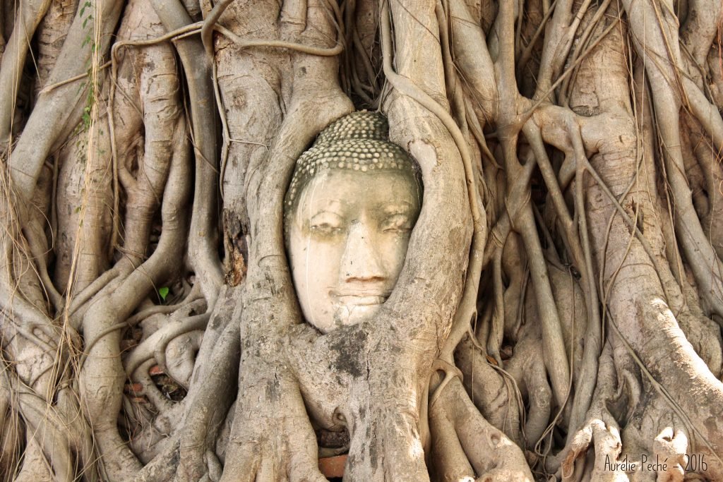 Bouddha dans les racines - Ayutthaya (Thaïlande)