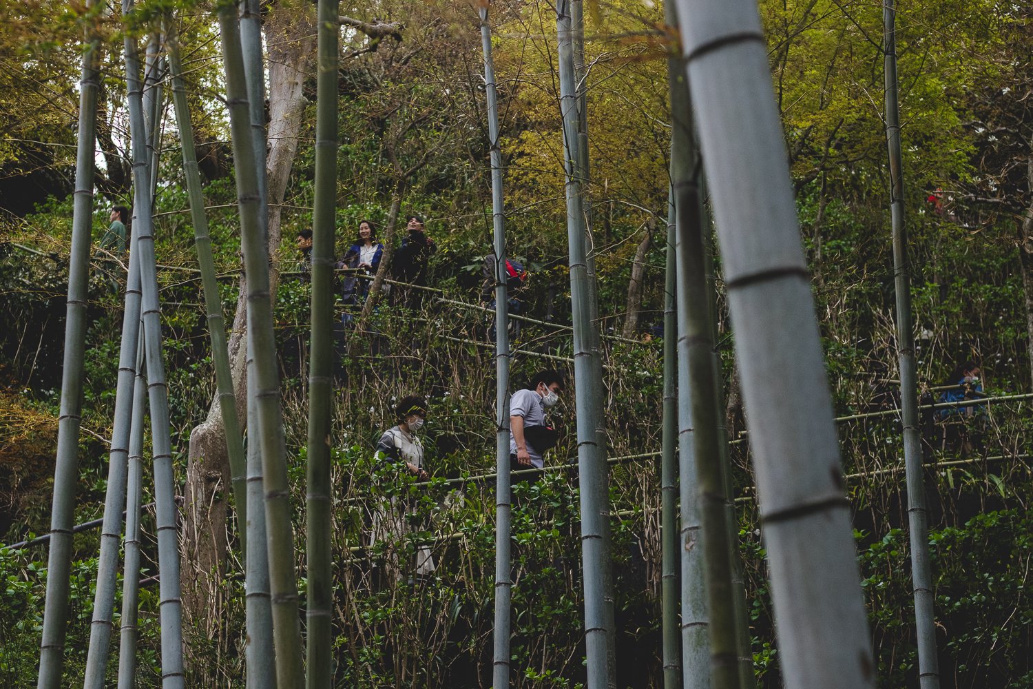 On voit des gens montant un chemin entre des bambous. C'est le chemin qui mène vers la vue sur la baie de Kamakura