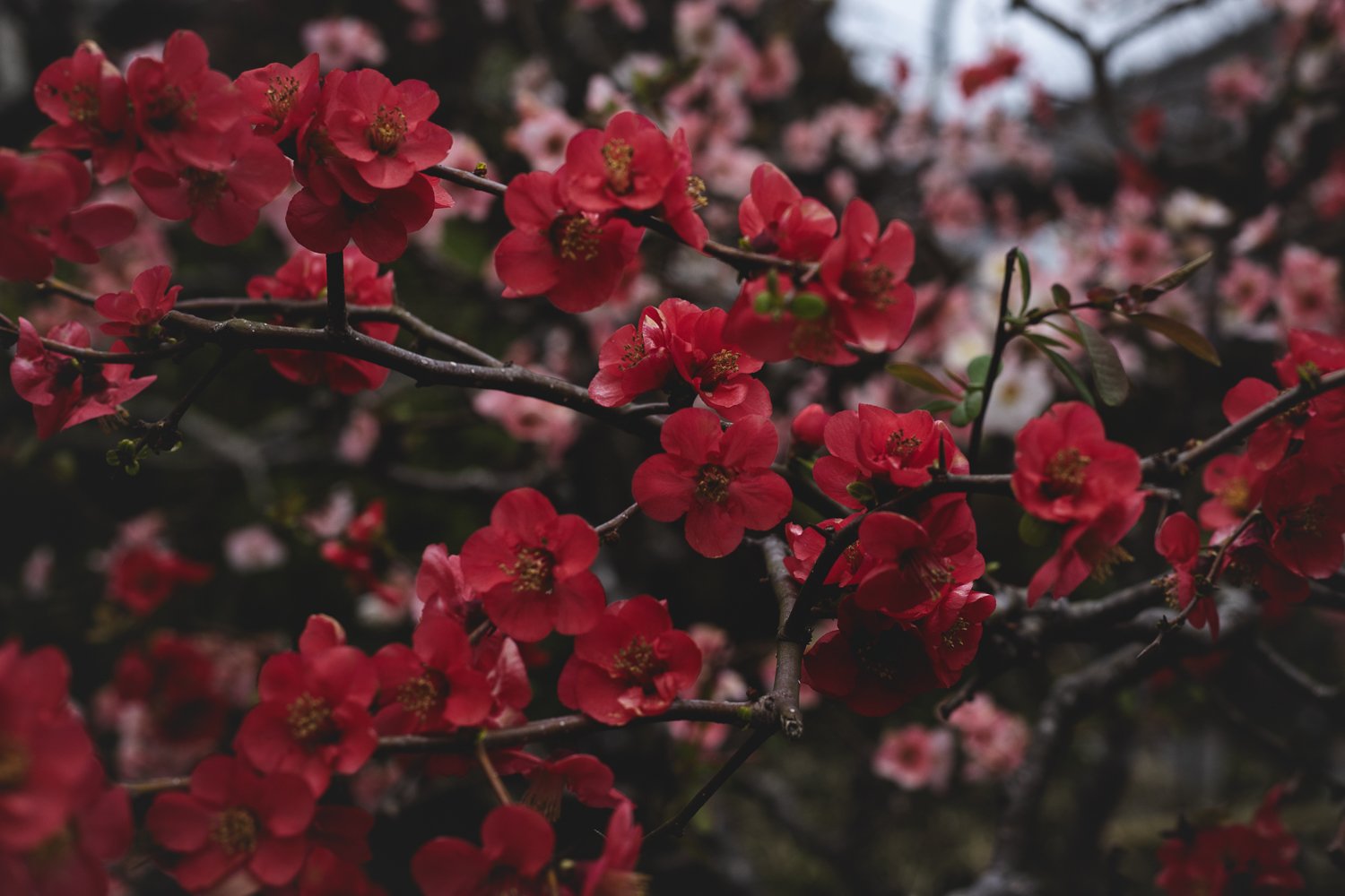 Des fleurs rouges sur un arbre