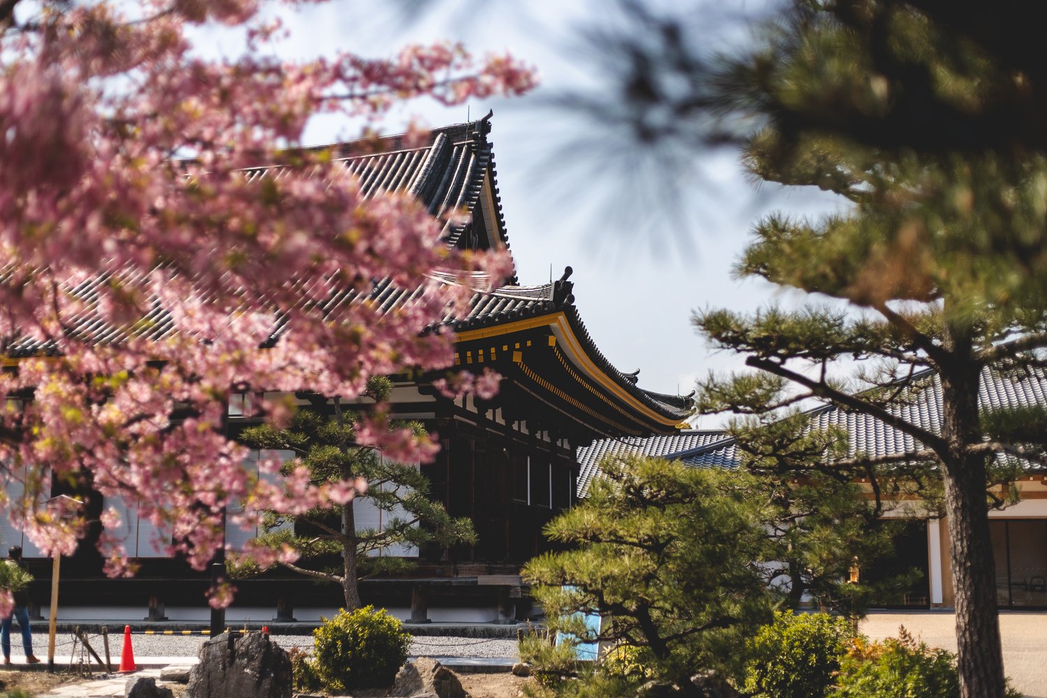 On devine le bâtiment du Sanjusangen-do derrière un arbre en fleur et quelques connifères