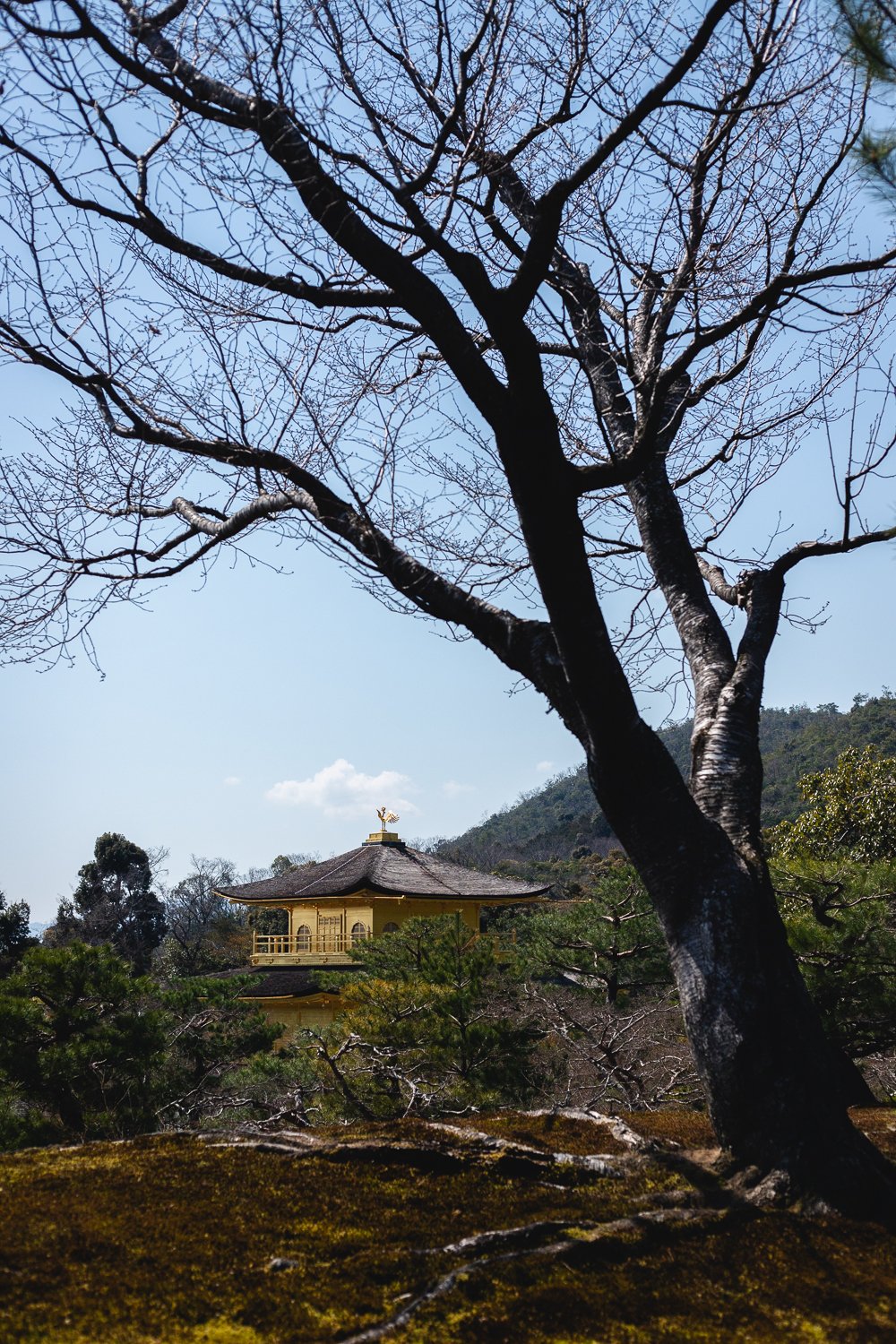 Le pavillon d'or apparait derrière des arbres.