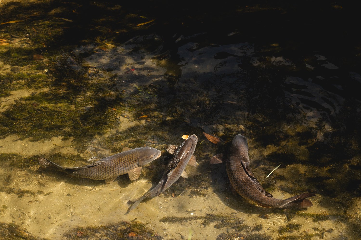 Des poissons assez gros nagent dans le cours d'eau le long du chemin de la philosophie