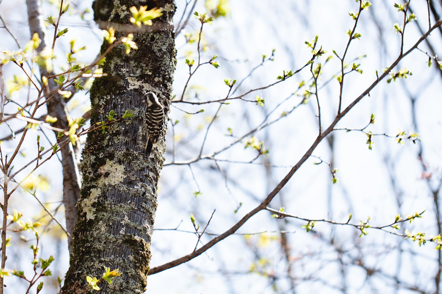 Détail d'un arbre qui commence à avoir ses feuilles et avec un petit oiseau posé sur son tronc