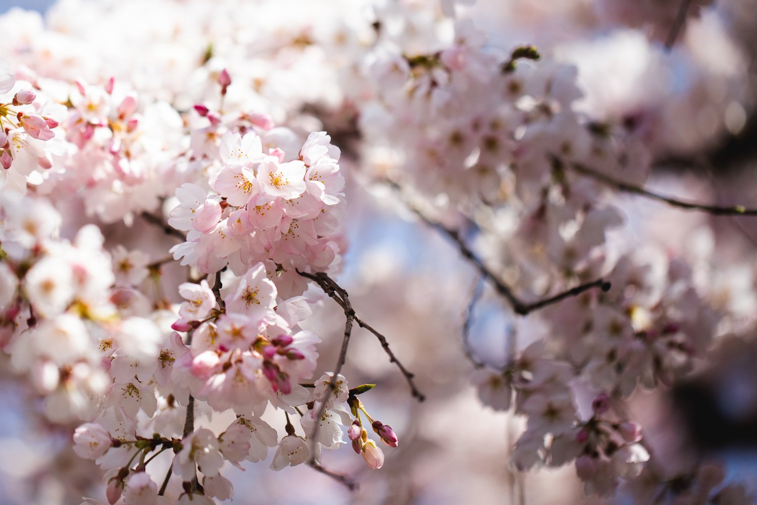 Détail des fleurs d'un cerisier