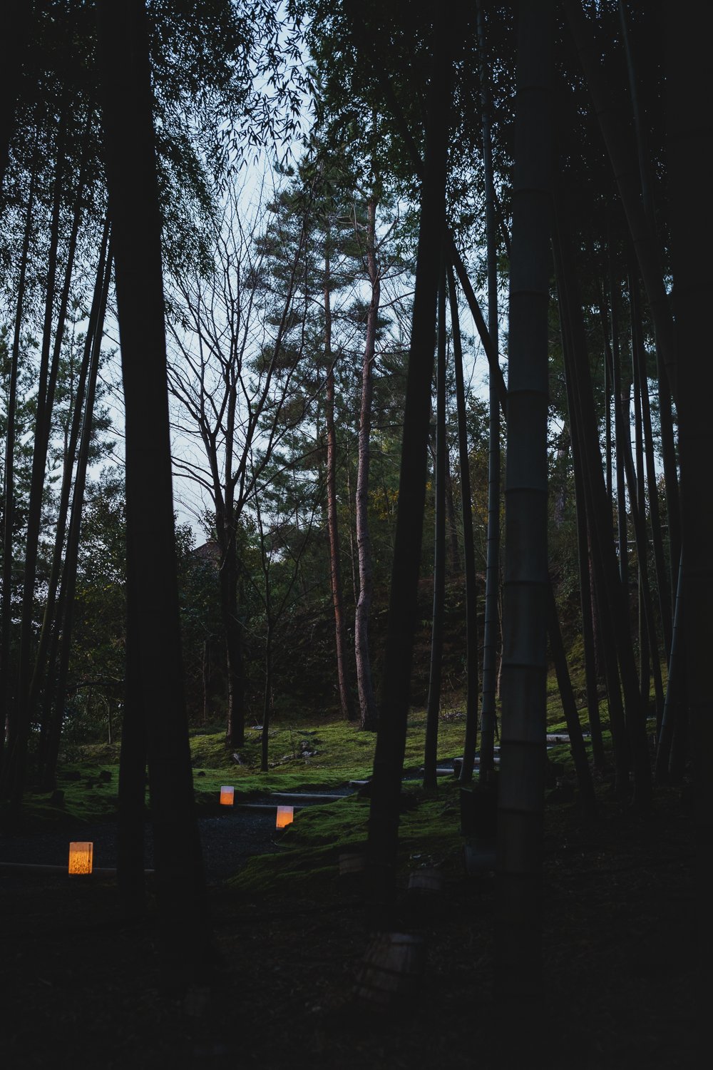 La foret de bambous du Kōdai-ji à Kyoto. Il fait très sombre, on aperçoit quelques lanternes éclairées au sol.