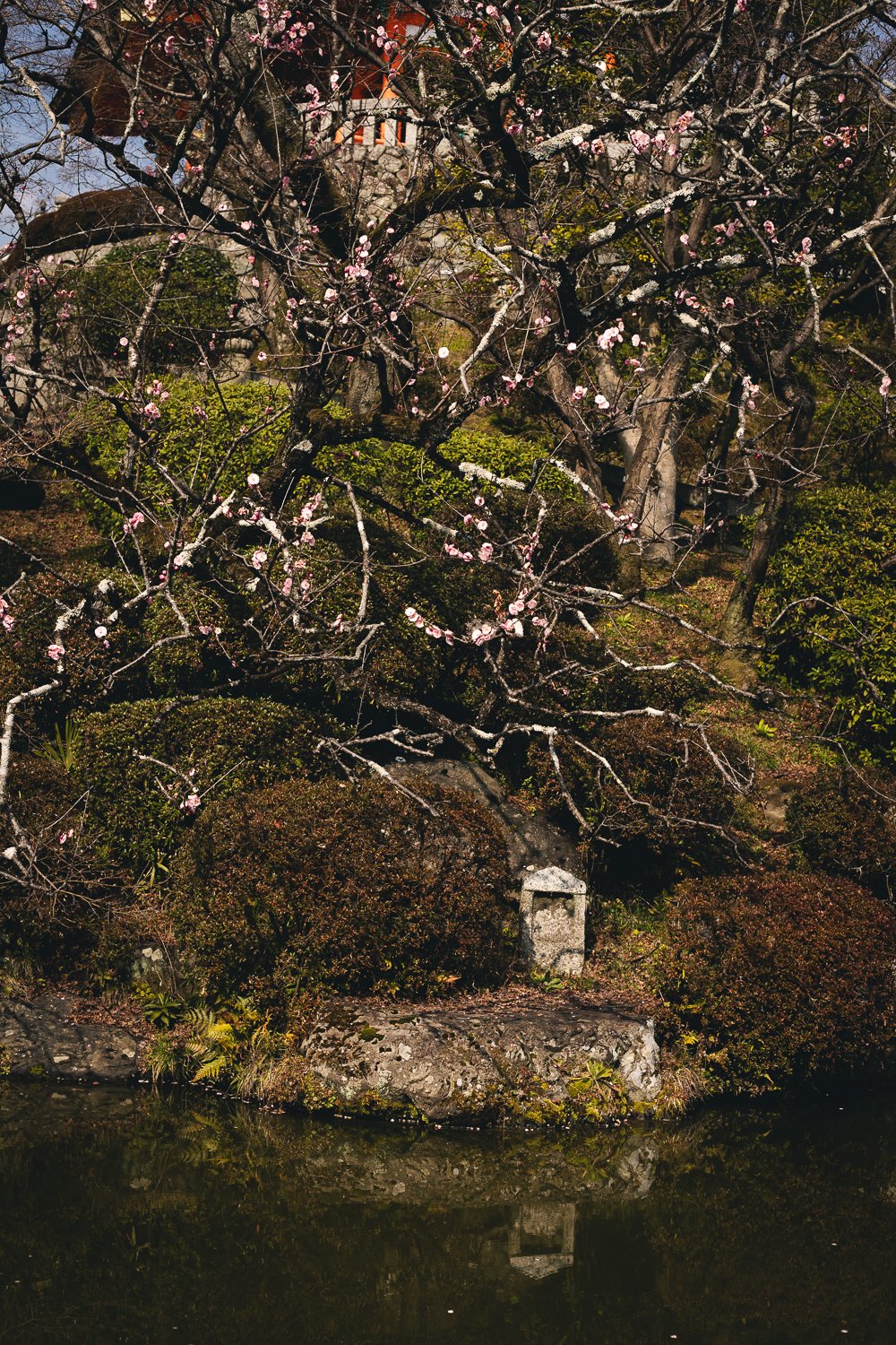 Un étang avec un arbre portant quelques fleurs