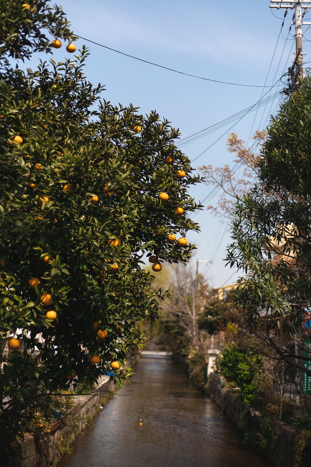 Vu sur un canal à Kyoto