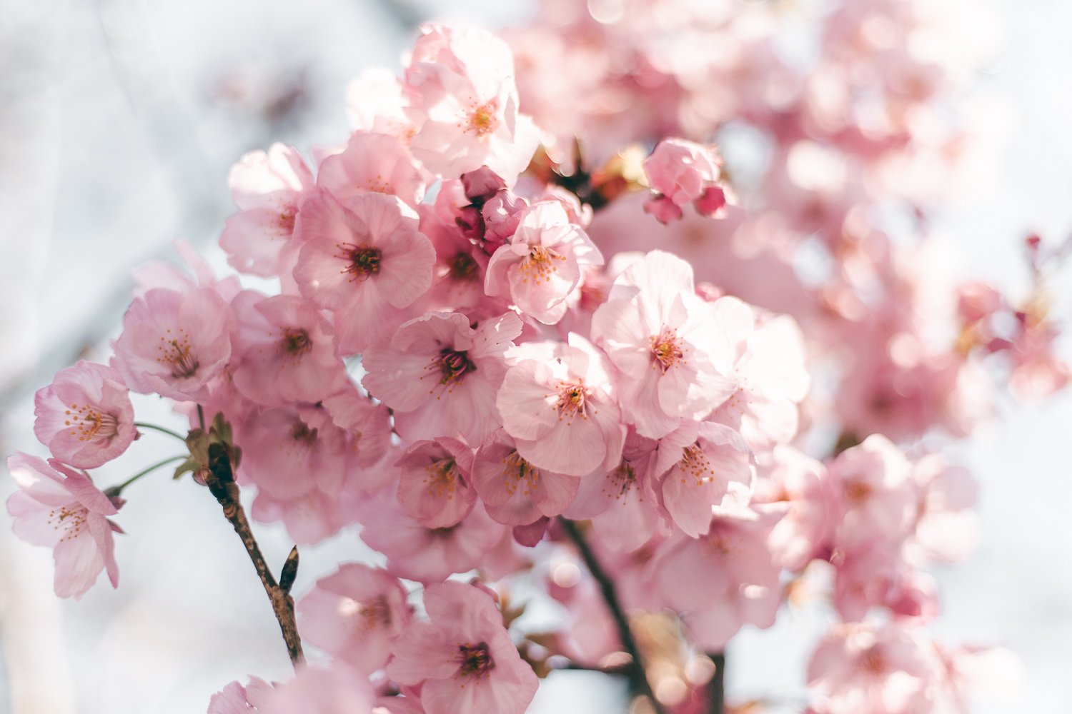 Fleurs de cerisier au Japon