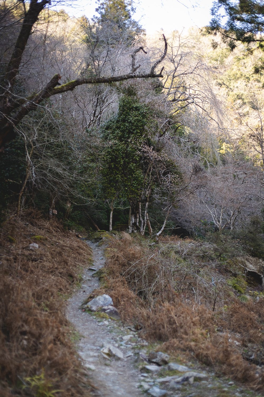 Sentier dans la forêt