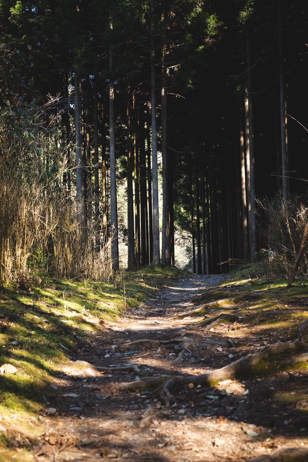 Sentier dans la foret